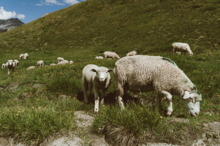 true-cheese-sheep-field