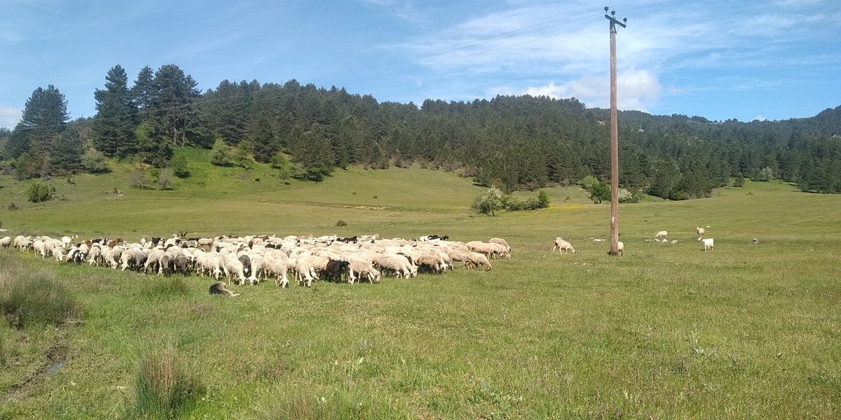 true-cheese-study-03