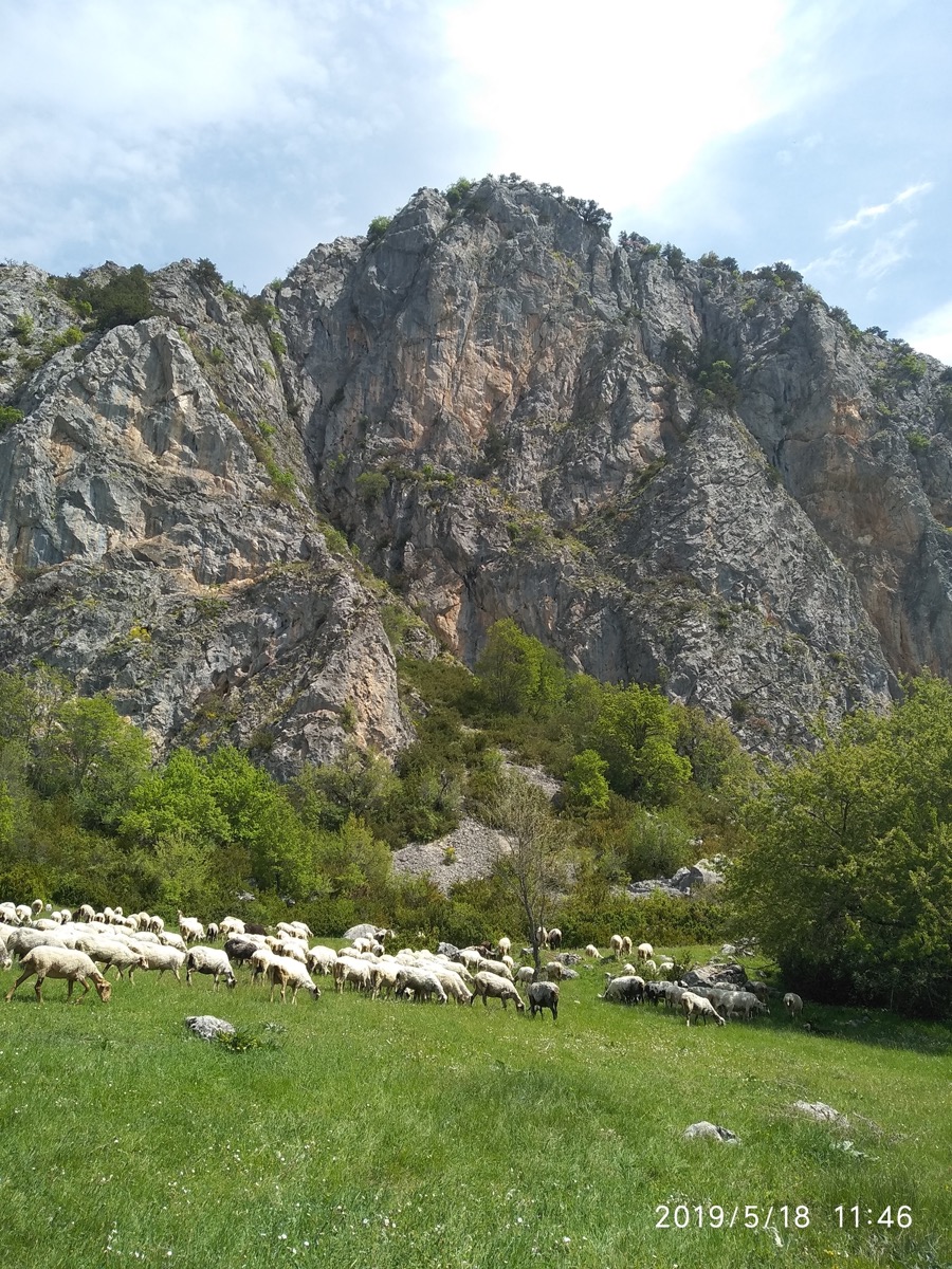 true-cheese-study-04